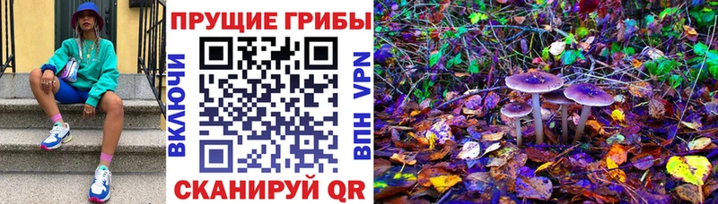 закладки  Фурманов  Галлюциногенные грибы ЛСД 
